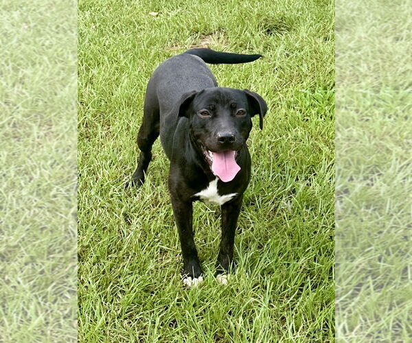 Medium Photo #1 Mutt Puppy For Sale in Eastman, GA, USA