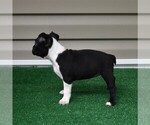 Small Photo #17 Boston Terrier Puppy For Sale in MACON, GA, USA