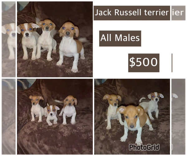 Medium Photo #3 Jack Russell Terrier Puppy For Sale in DETROIT, MI, USA