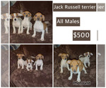 Small #2 Jack Russell Terrier