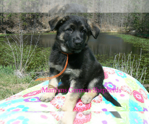 Medium Photo #6 German Shepherd Dog Puppy For Sale in PIEDMONT, MO, USA