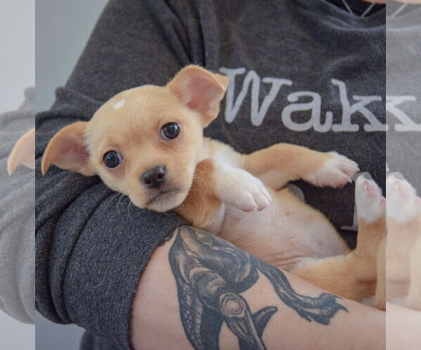 Medium Photo #4 Chihuahua Puppy For Sale in Huntley, IL, USA