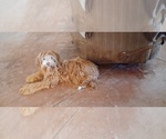Small #1 Cockapoo-Poodle (Miniature) Mix