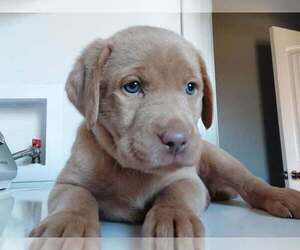Labrador Retriever Puppy for sale in LAWSON, MO, USA