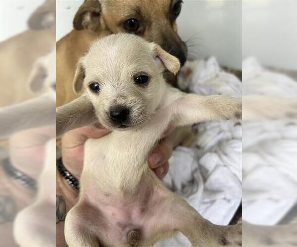 Medium Photo #1 Chihuahua-Unknown Mix Puppy For Sale in Houston, TX, USA