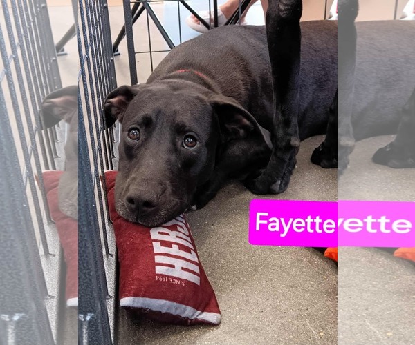 Medium Photo #5 American Pit Bull Terrier-Unknown Mix Puppy For Sale in Farmerville, LA, USA