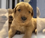 Puppy Green shiloh Golden Retriever