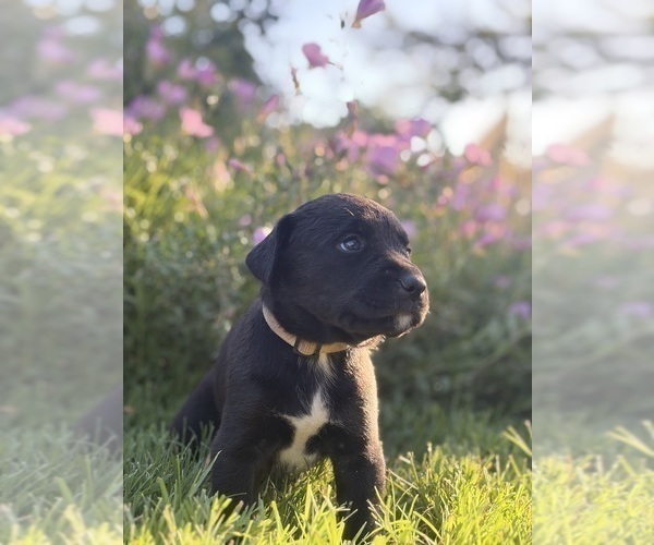 Medium Photo #9 Cane Corso-Doberman Pinscher Mix Puppy For Sale in MODESTO, CA, USA