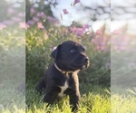 Small Photo #9 Cane Corso-Doberman Pinscher Mix Puppy For Sale in MODESTO, CA, USA