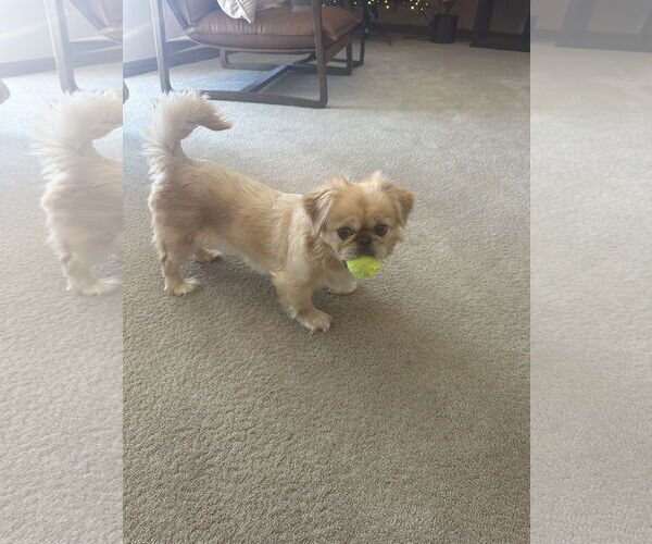 Medium Photo #4 Pekingese Puppy For Sale in St. Louis Park, MN, USA