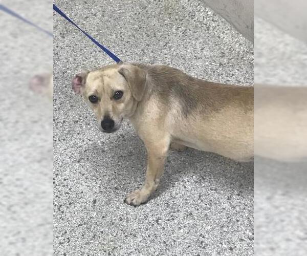 Medium Photo #1 Chiweenie Puppy For Sale in Conroe, TX, USA