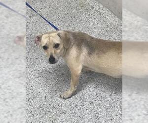 Chiweenie Dogs for adoption in Conroe, TX, USA