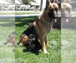 Small #23 German Shepherd Dog