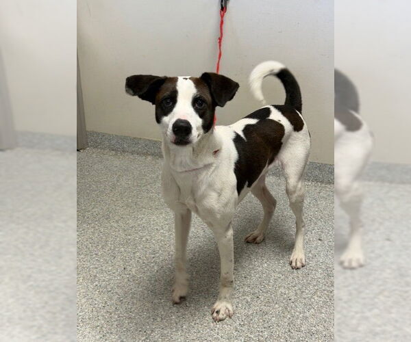 Medium Photo #1 Labrador Retriever Puppy For Sale in Pasadena, TX, USA