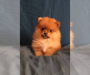Pomeranian Puppy for sale in ALLENTOWN, PA, USA