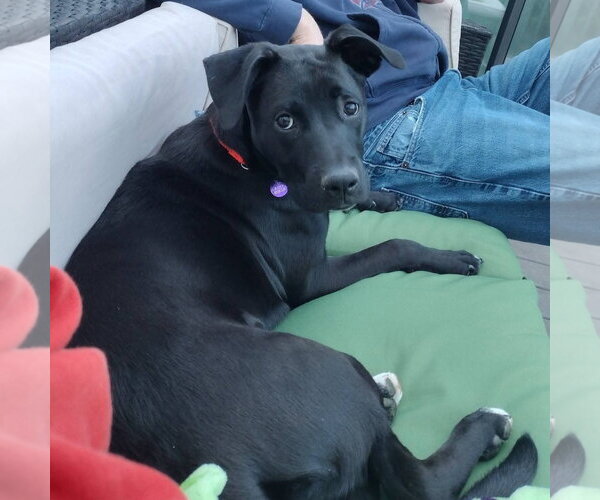 Medium Photo #11 Labrador Retriever-Unknown Mix Puppy For Sale in Fargo, ND, USA