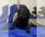 Small Photo #42 Goldendoodle Puppy For Sale in DYERSBURG, TN, USA