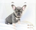 Puppy 1 French Bulldog