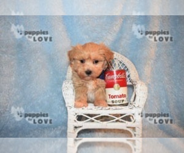 Medium Photo #11 Maltipoo-Poodle (Toy) Mix Puppy For Sale in SANGER, TX, USA