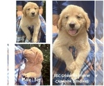 Puppy Bay Golden Retriever