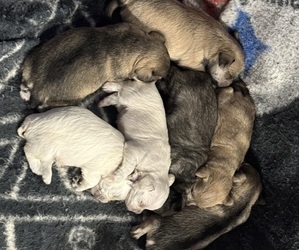 Schnauzer (Miniature) Litter for sale in MARION, NC, USA