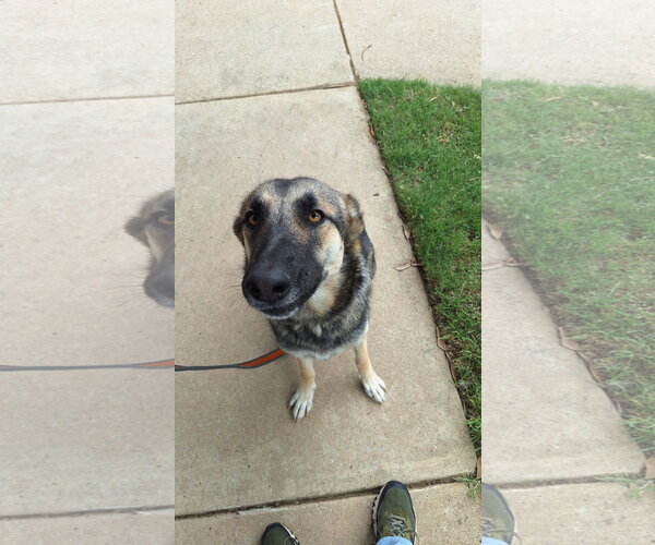 Medium Photo #3 German Shepherd Dog Puppy For Sale in Roanoke, TX, USA