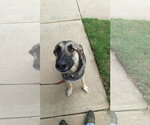 Small #2 German Shepherd Dog