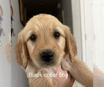 Puppy Black collar Golden Retriever