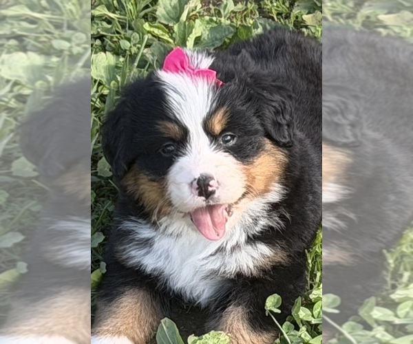 Medium Photo #10 Bernese Mountain Dog Puppy For Sale in ATHENS, WI, USA