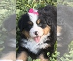 Small #9 Bernese Mountain Dog