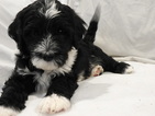 Puppy 1 Portuguese Water Dog