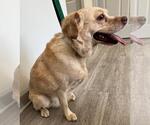 Small #1 Cocker Spaniel Mix