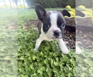 Boston Terrier Puppy for sale in FREDONIA, KS, USA