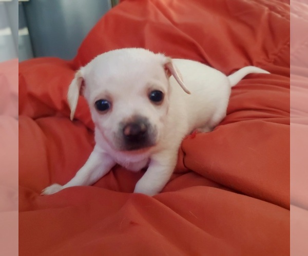 Medium Photo #2 Chihuahua Puppy For Sale in PENSACOLA, FL, USA