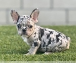 Small Photo #1 French Bulldog Puppy For Sale in CARLSBAD, CA, USA