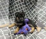 Small #10 German Shepherd Dog