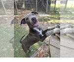 Smoke - Male Staffordshire Bull Terrier-Unknown Mix Dog for Adoption - Small photo