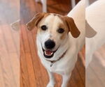 Small #14 Great Pyrenees Mix