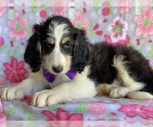 Bernedoodle Puppy for sale in LANCASTER, PA, USA
