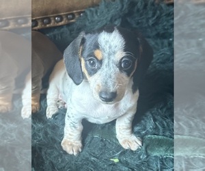 Medium Dachshund