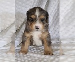 Small Photo #2 Aussiedoodle Miniature -Miniature Bernedoodle Mix Puppy For Sale in MIDDLEBURY, IN, USA
