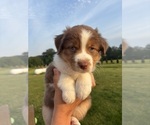 Puppy Dune Australian Shepherd