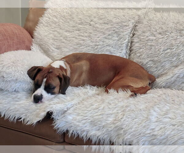 Medium Photo #7 Boxer Puppy For Sale in Dumont, NJ, USA