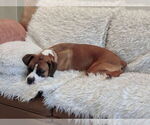 Small #6 Boxer
