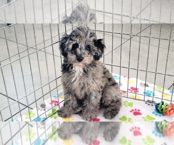 Medium Photo #10 Poodle (Miniature) Puppy For Sale in ORO VALLEY, AZ, USA