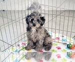 Small #9 Poodle (Miniature)