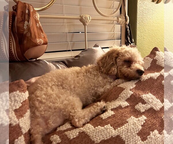Medium Photo #4 Poodle (Miniature) Puppy For Sale in Imperial Beach, CA, USA