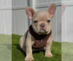 Small French Bulldog