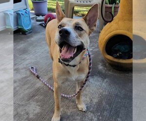 Akita-Unknown Mix Dogs for adoption in McKinney, TX, USA