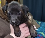 Puppy Purple Belgian Malinois